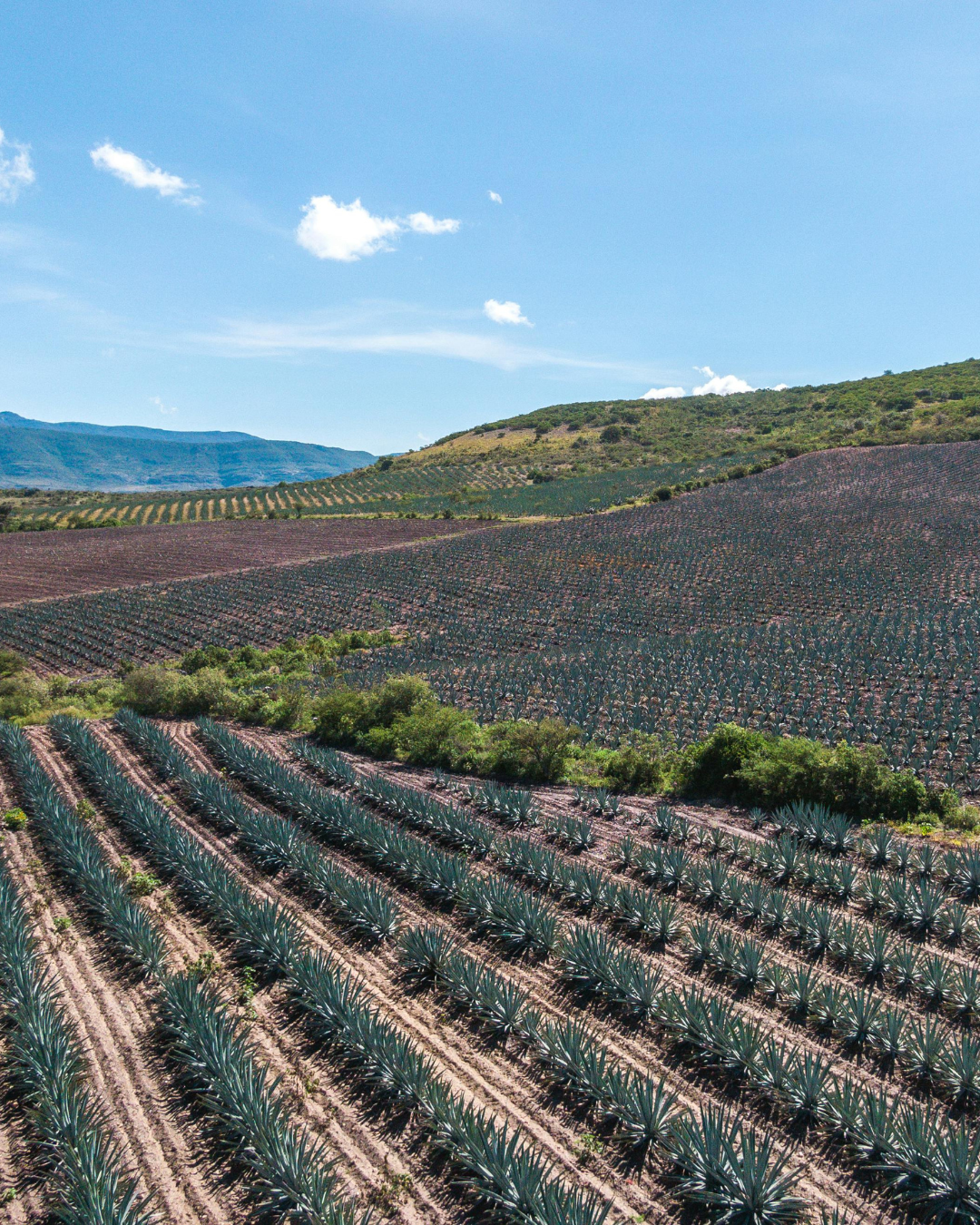 Paisaje de Agave Azul